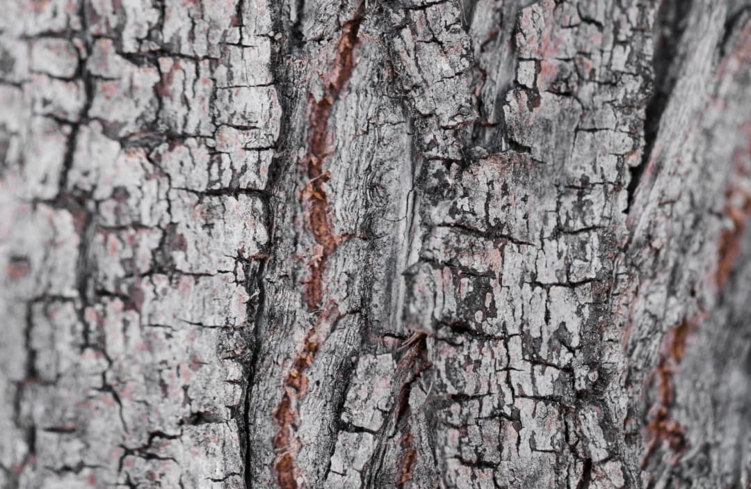pine wood