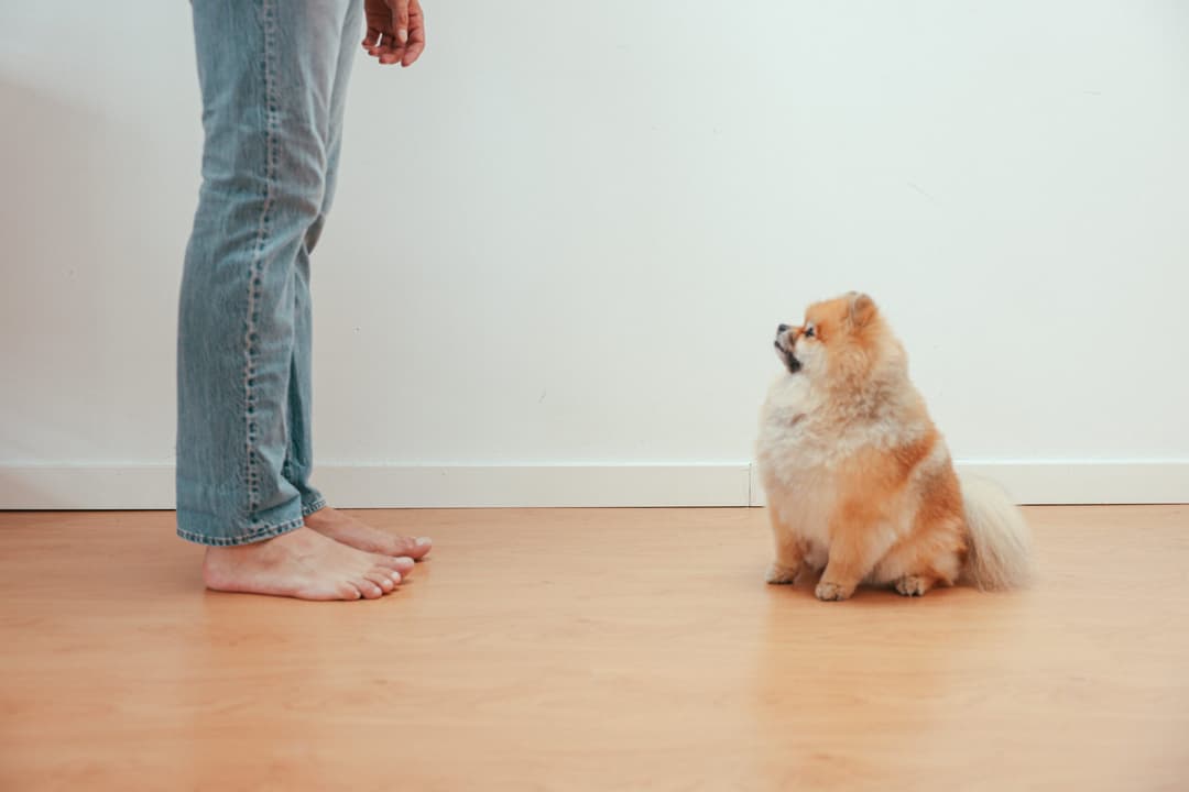 floors for dogs